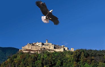 Weißkopfseeadler mit Blick auf die Burgruine Landskron